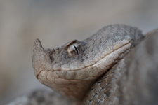 vipera aspis