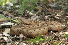 vipera aspis