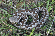 vipera aspis