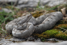 vipera aspis