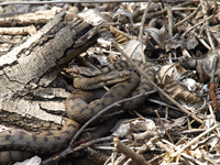 vipera aspis