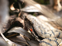 vipera aspis