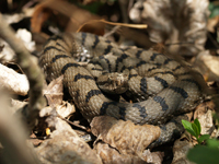 vipera aspis