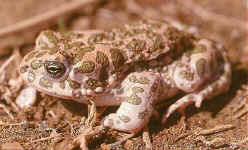 bufo viridis de turquie