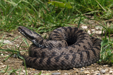 vipera aspis