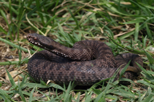 vipera aspis