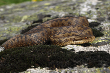 vipera aspis