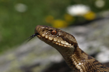 vipera aspis