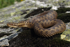 vipera aspis