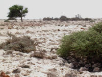 biotope pristurus