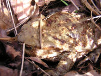 bufo3.jpg