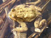 bufo5.jpg