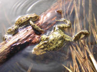 bufo6.jpg