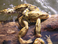 bufo7.jpg