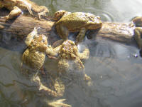 bufo8.jpg