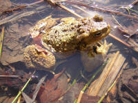 bufo9.jpg