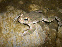 Bufo viridis