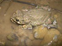 Bufo viridis