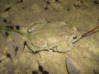 Bufo viridis