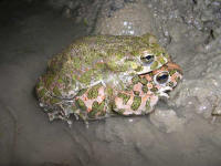 Bufo viridis