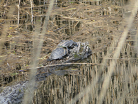 tortue cistude