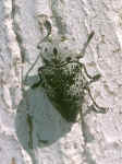 coleoptere