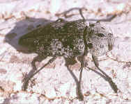 coleoptere