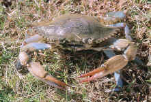 crabe