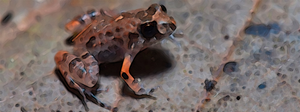 Découverte des batraciens : la salamandre au Palacret - France Bleu