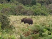 elephantMeru.jpg