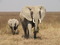 elephantsndutu.jpg