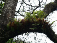 epiphytesMeru2.jpg