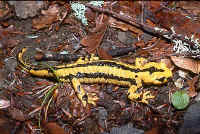 salamandra fastuosa
