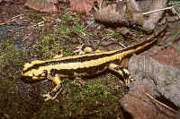Salamandra fastuosa4.JPG 