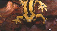 Salamandra fastuosa détail