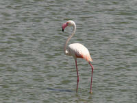 flamandndutu.jpg