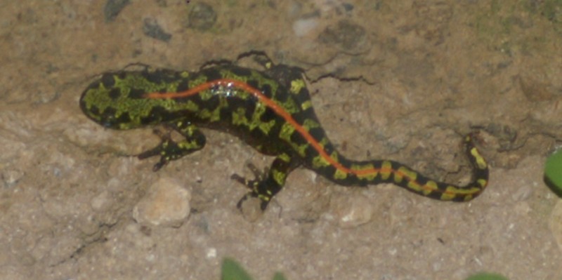 Triton bb.jpg (204.29 Kio) Vu 43951 fois Et un bébé?