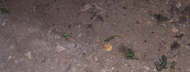 100_3795.JPG (488.09 Kio) Vu 43941 fois La famille au complet?