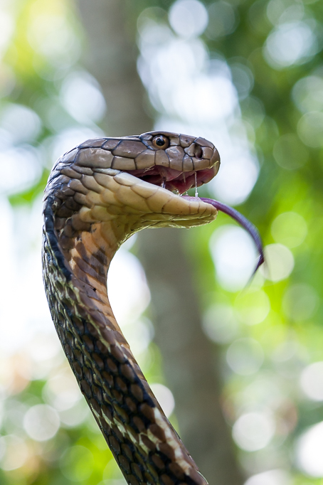 Ophiophagus Hannah