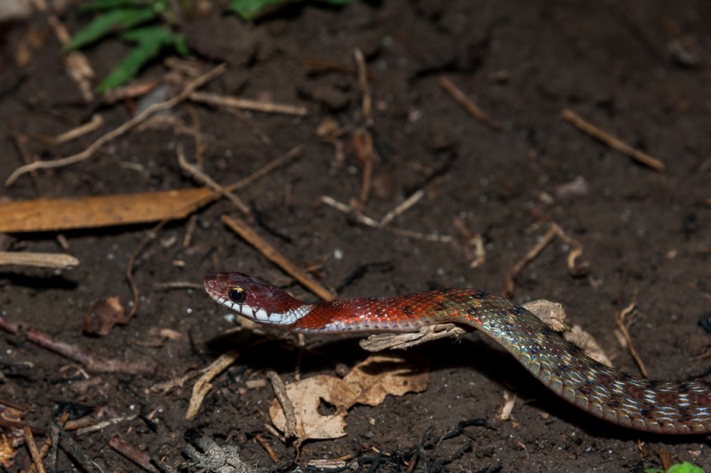 Rhabdophis Chrysargos