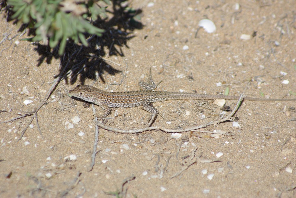 050 Acanthodactylus.jpg