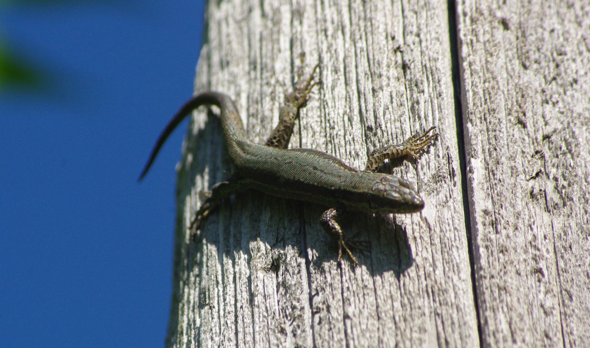 460 Lézard catalan.JPG