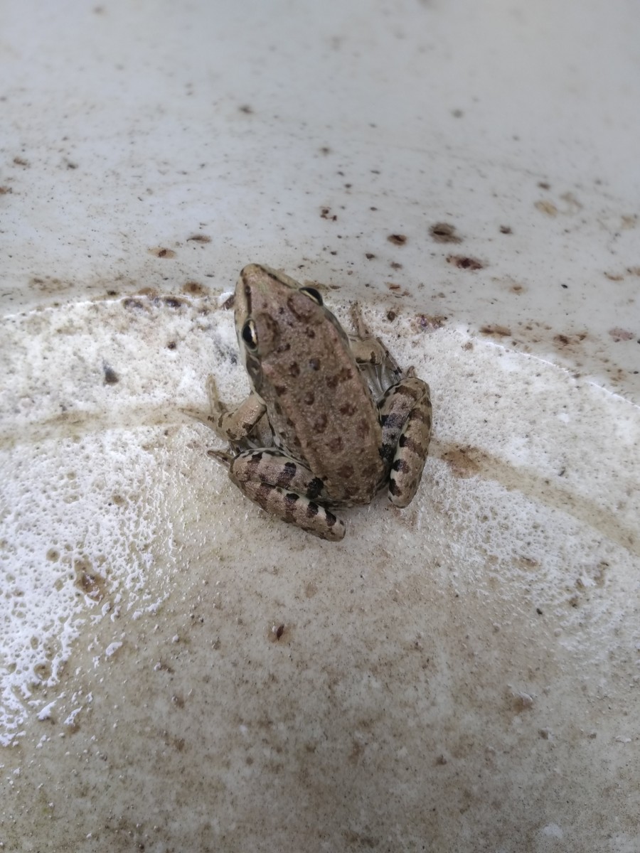 IMG_20200924_104330.jpg (1.13 Mio) Vu 7302 fois La mare