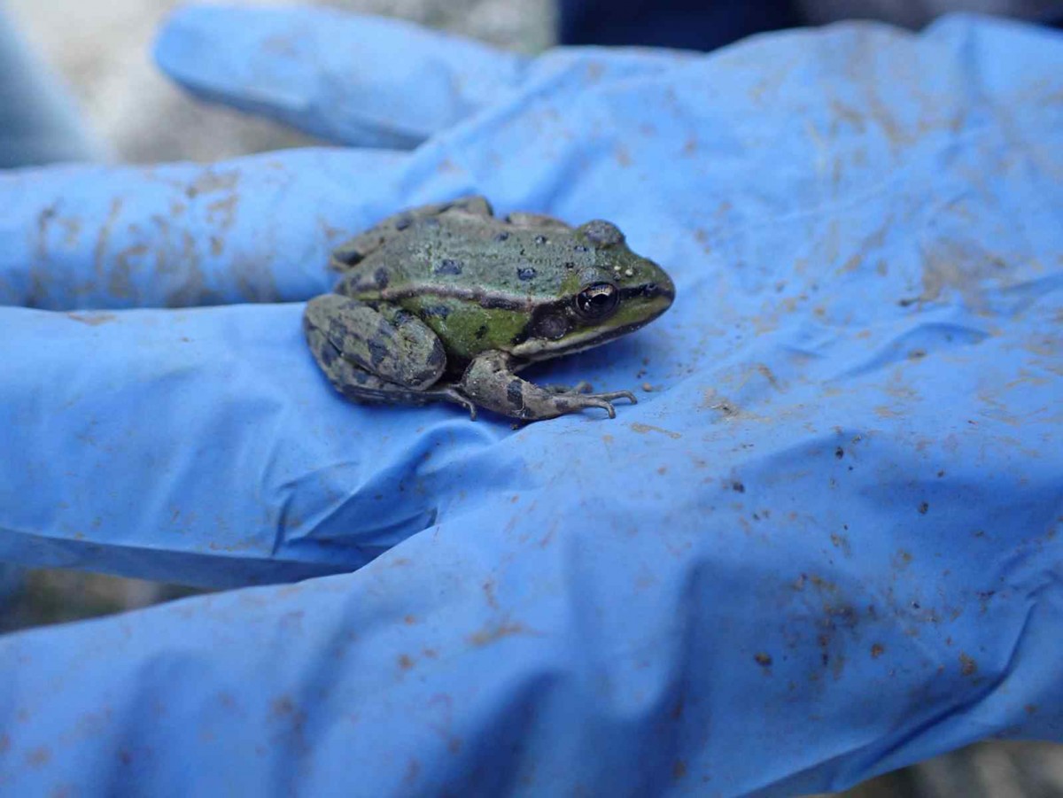 Pelophylax_sp.juvenile_marbotte.jpg