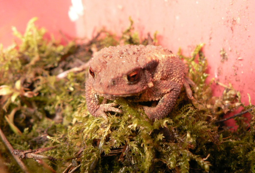 Le petit Bufo