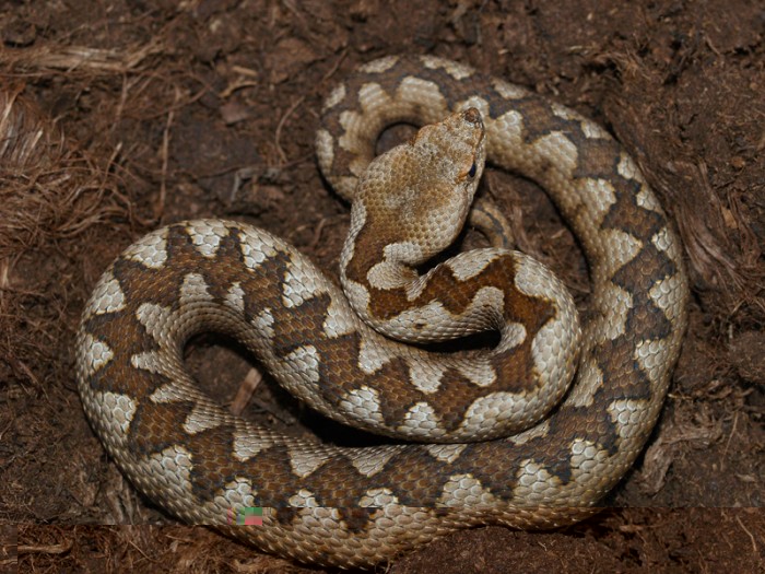4.jpg (281.25 Kio) Vu 26035 fois Vipera ammodytes ammodytes juvénile du Lac Skutari, Montenegro