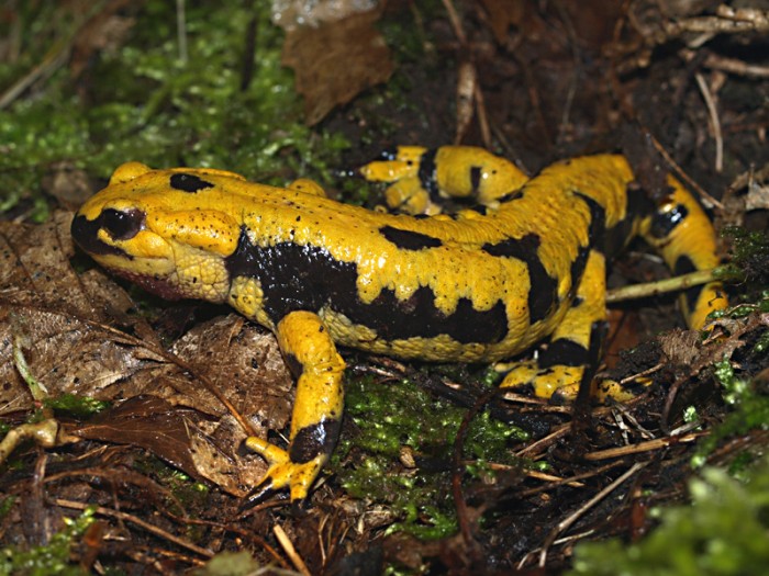 Salamandra salamandra gigliolii, env. 800m, Parco Partenio