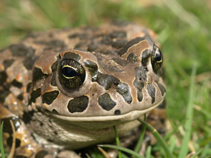 Bufo (Pseudepidalae) viridis, Parco Partenio, ~1000m