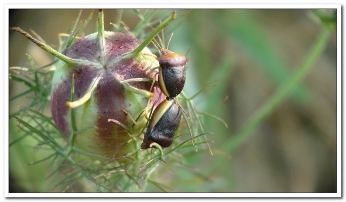 punaises rencontrées dans la garrigue