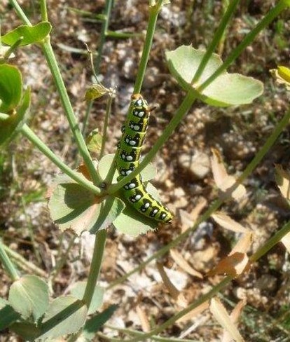 Chenille du Sphinx de l'Euphorbe - Hyles euphorbiae L. - Sphingidae Macroglossinae 1 (2).jpg